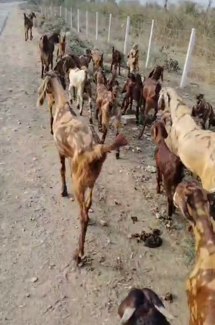 bakra image